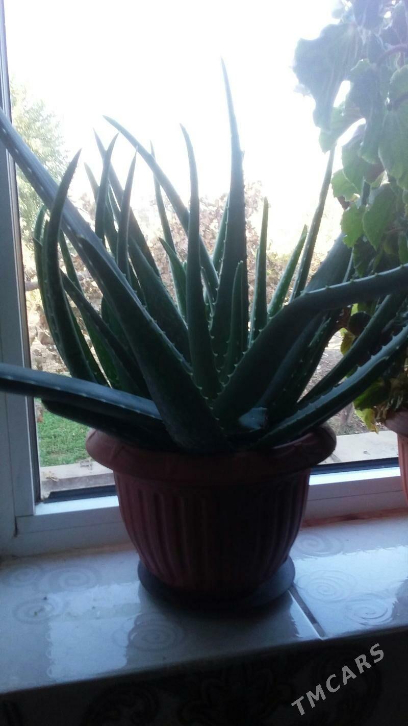 гуллер - Туркменабат - img 2