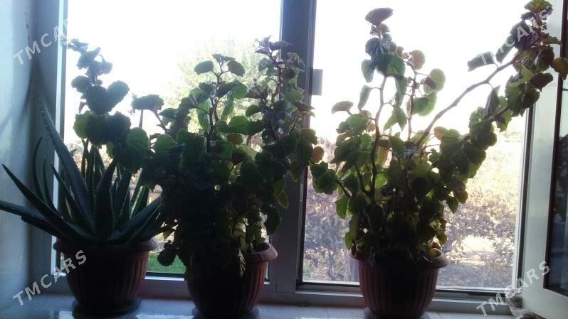 гуллер - Туркменабат - img 3