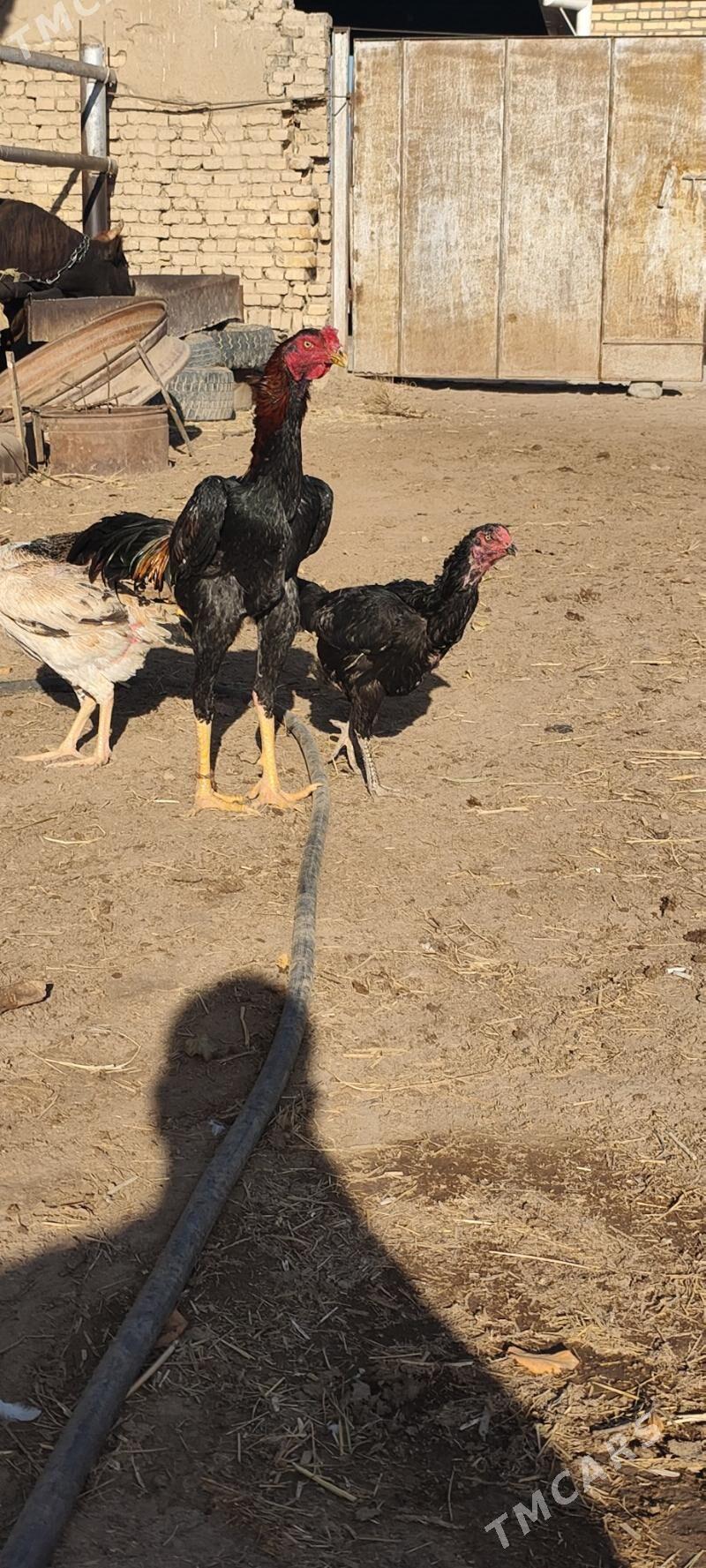 horaz - Wekilbazar - img 2