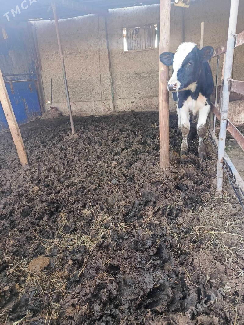 Öküz - Херрикгала - img 3