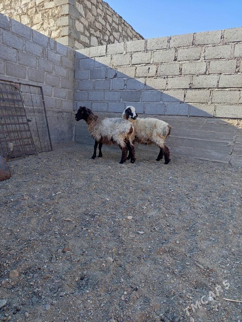 Tokly - Gumdag - img 2