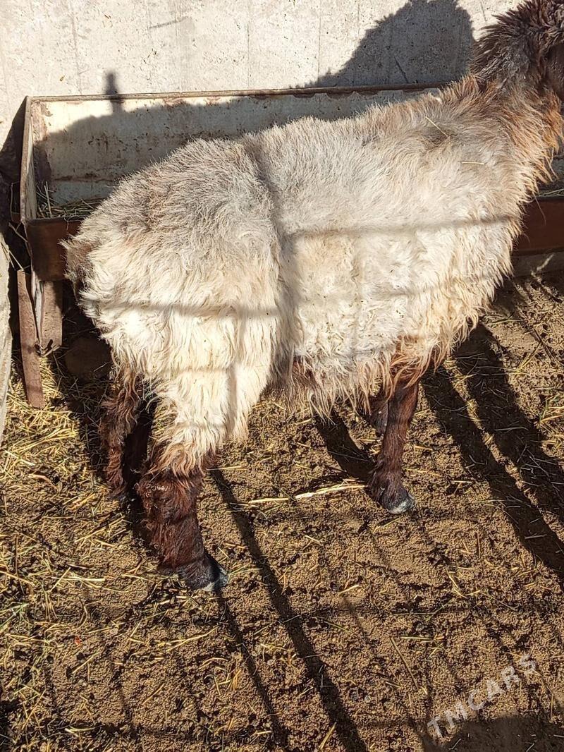 Tokly - Gumdag - img 4