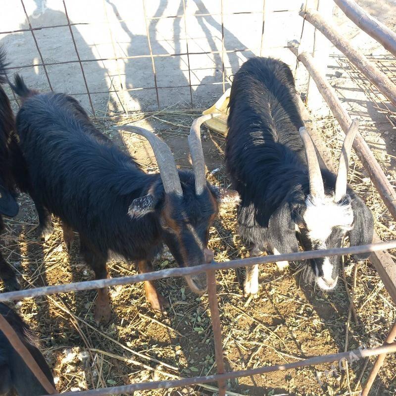 Bogaz geci - Garabekewül - img 6