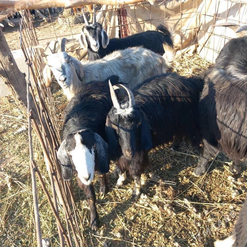 Bogaz geci - Garabekewül - img 2