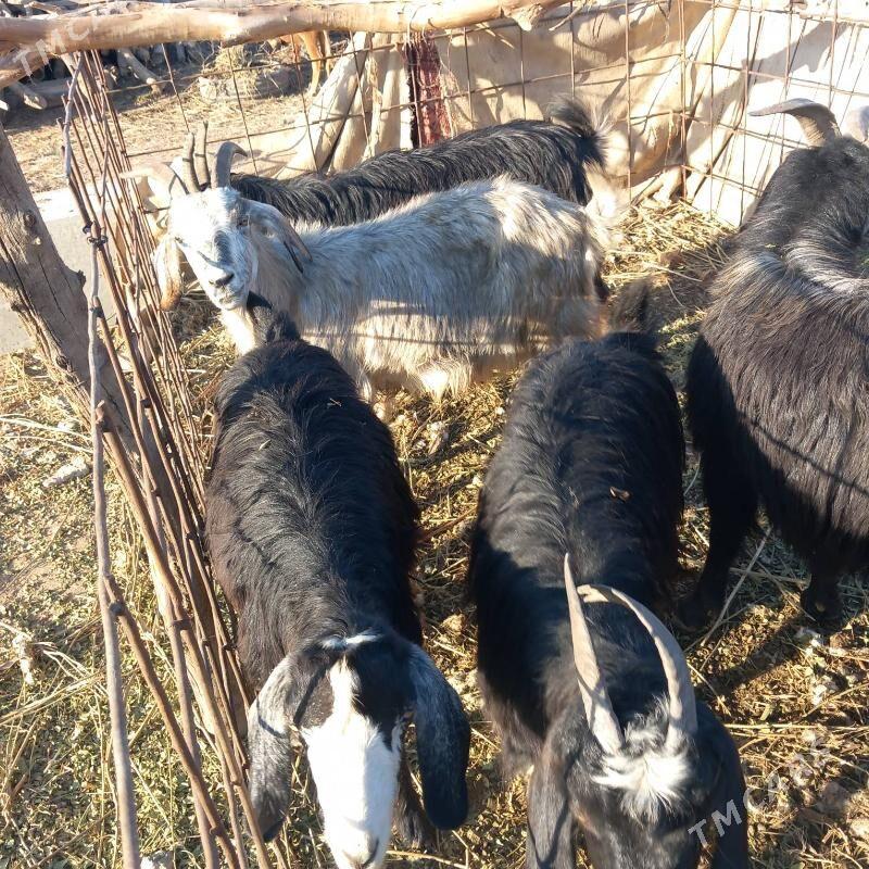 Bogaz geci - Garabekewül - img 5