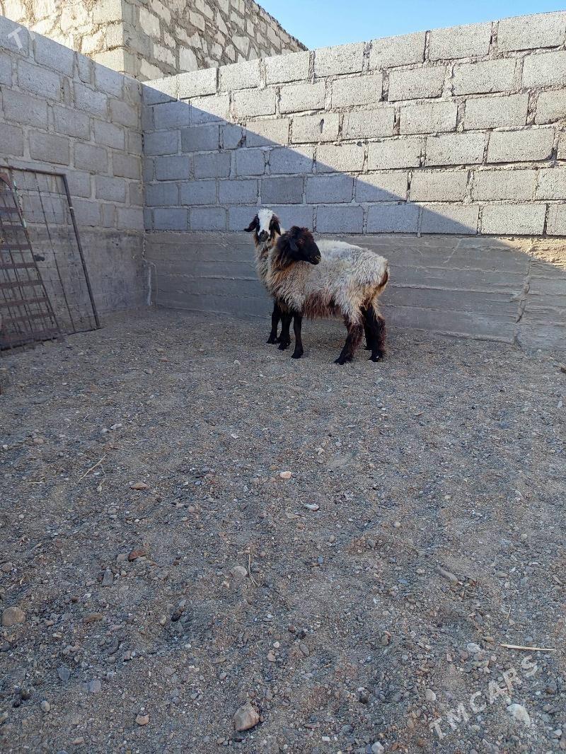 Tokly - Gumdag - img 3