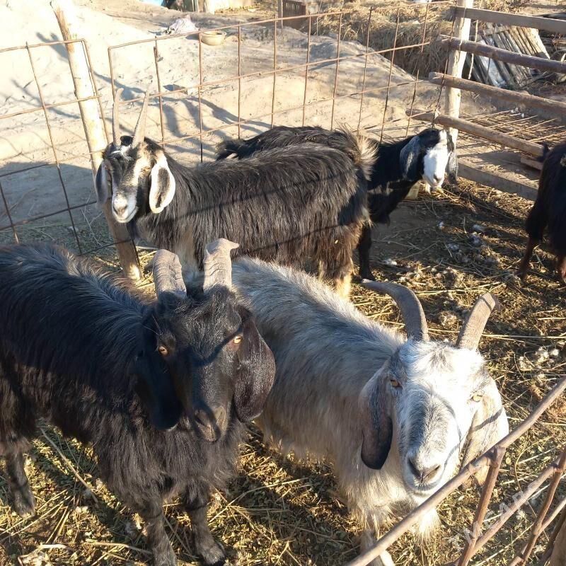 Bogaz geci - Garabekewül - img 3