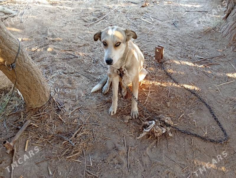 alabaý - Дашогуз - img 2