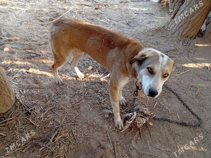 alabaý - Дашогуз - img 1