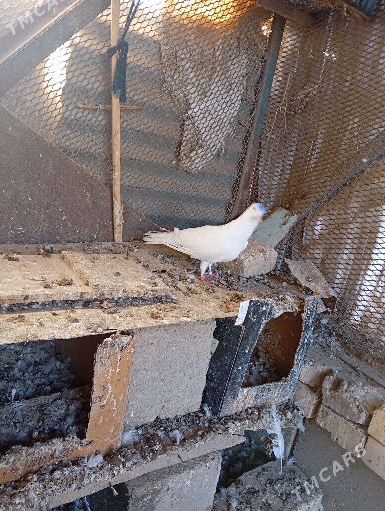 kepderi - Mary - img 4