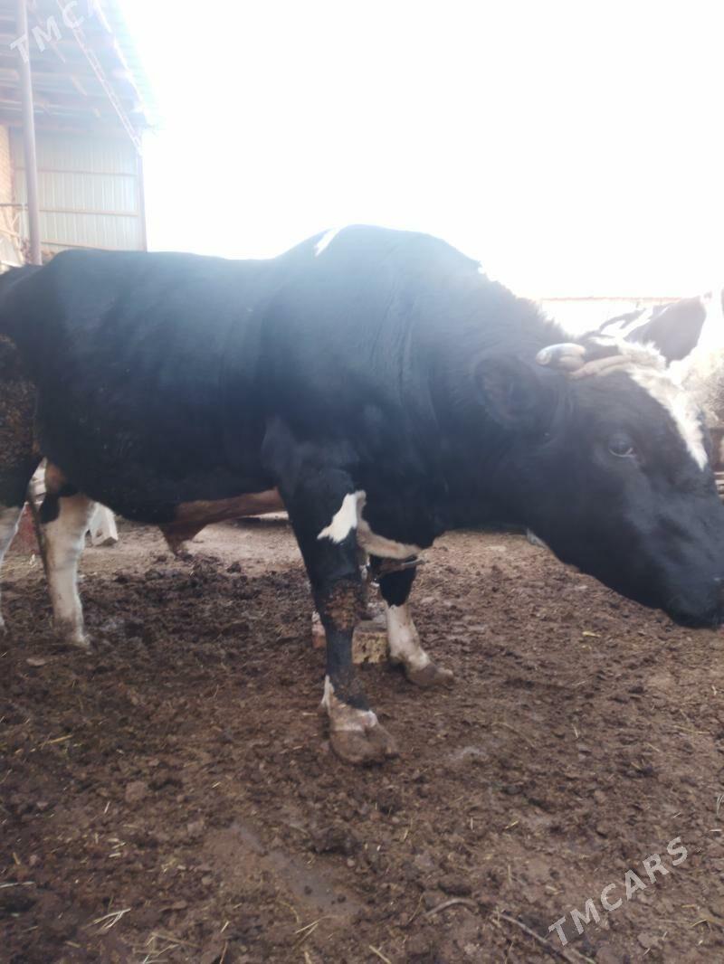 Okuzler - Türkmenabat - img 4