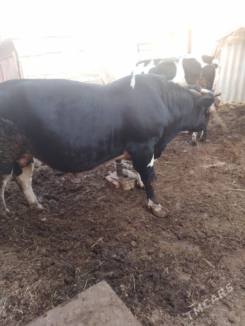 Okuzler - Türkmenabat - img 5