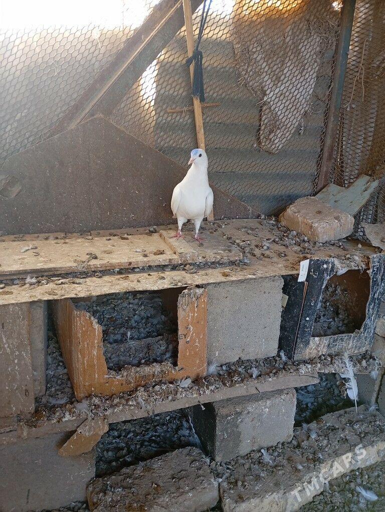 kepderi - Mary - img 5