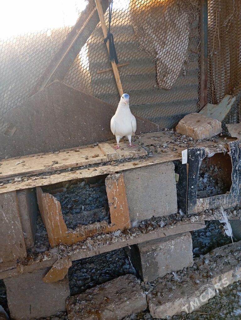 kepderi - Mary - img 3