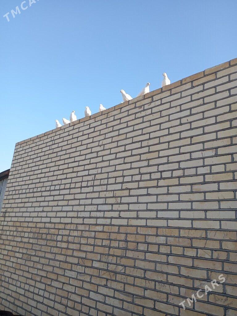 kepderi - Mary - img 2