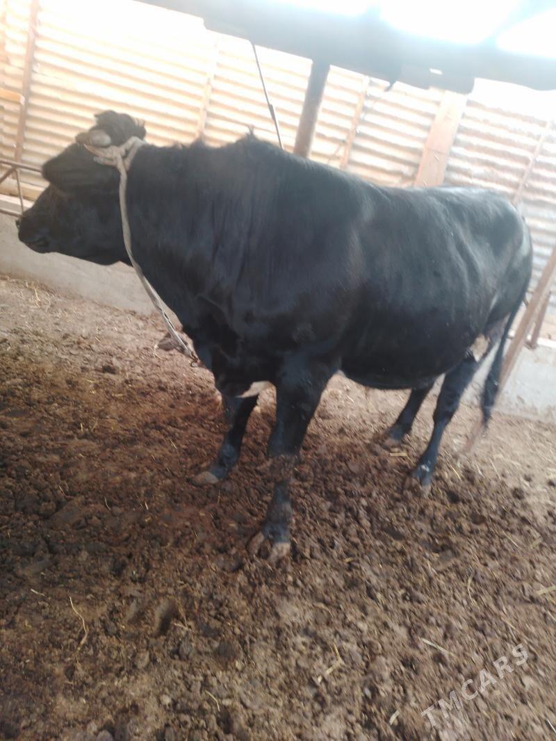 Okuzler - Türkmenabat - img 3