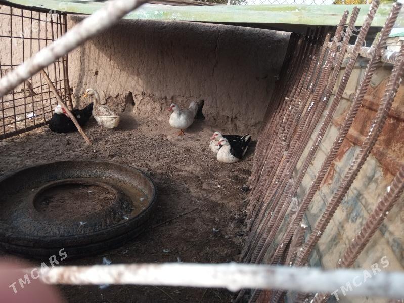 ordekler - Türkmenabat - img 2