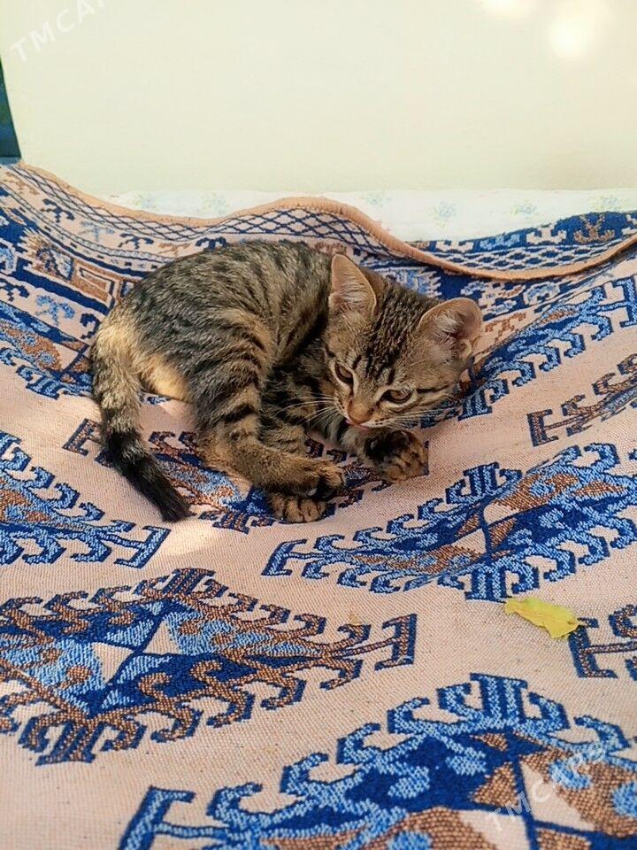 pisik - Ашхабад - img 2