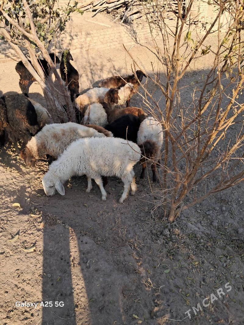 toklular - Гороглы (Тагта) - img 3