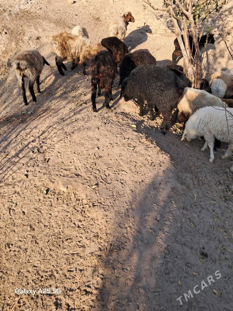 toklular - Гороглы (Тагта) - img 4