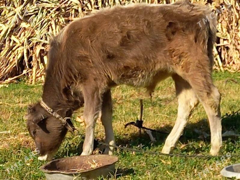 OKUZ - Büzmeýin - img 2