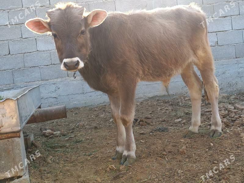 OKUZ - Büzmeýin - img 3