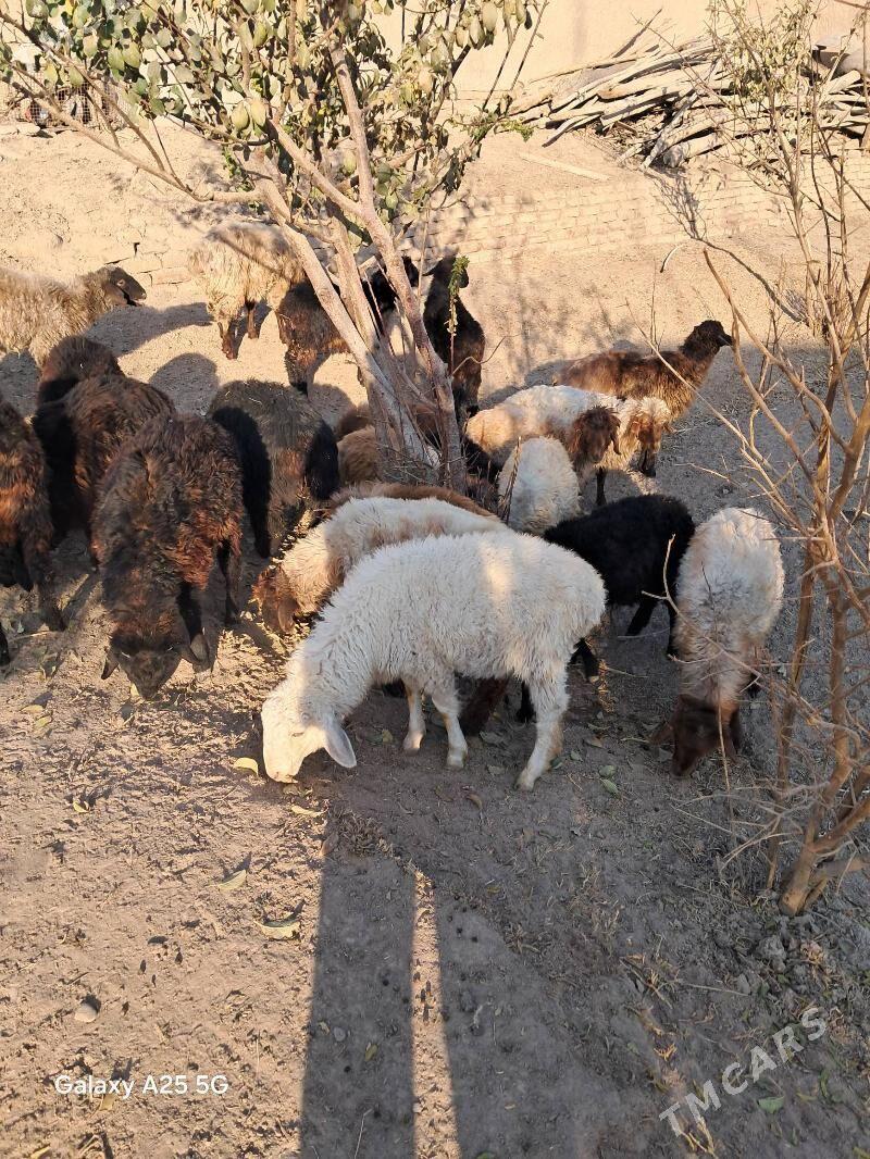 toklular - Гороглы (Тагта) - img 2