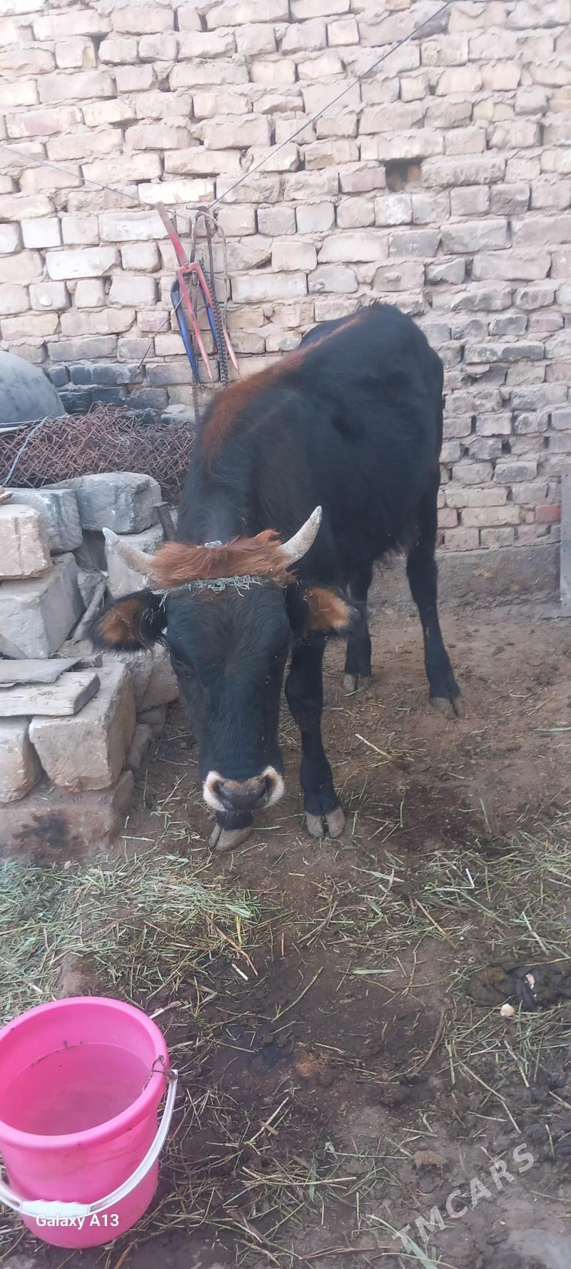 okuz - Теджен - img 2