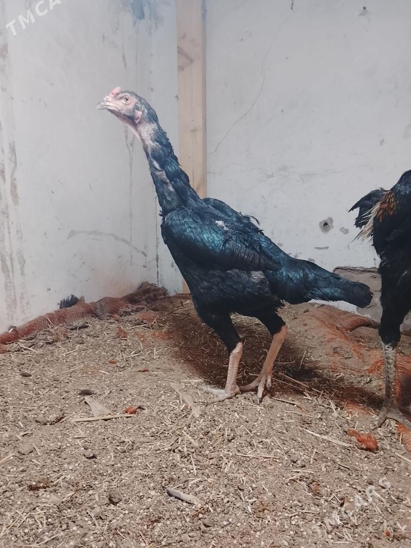 Tovuk - Daşoguz - img 2