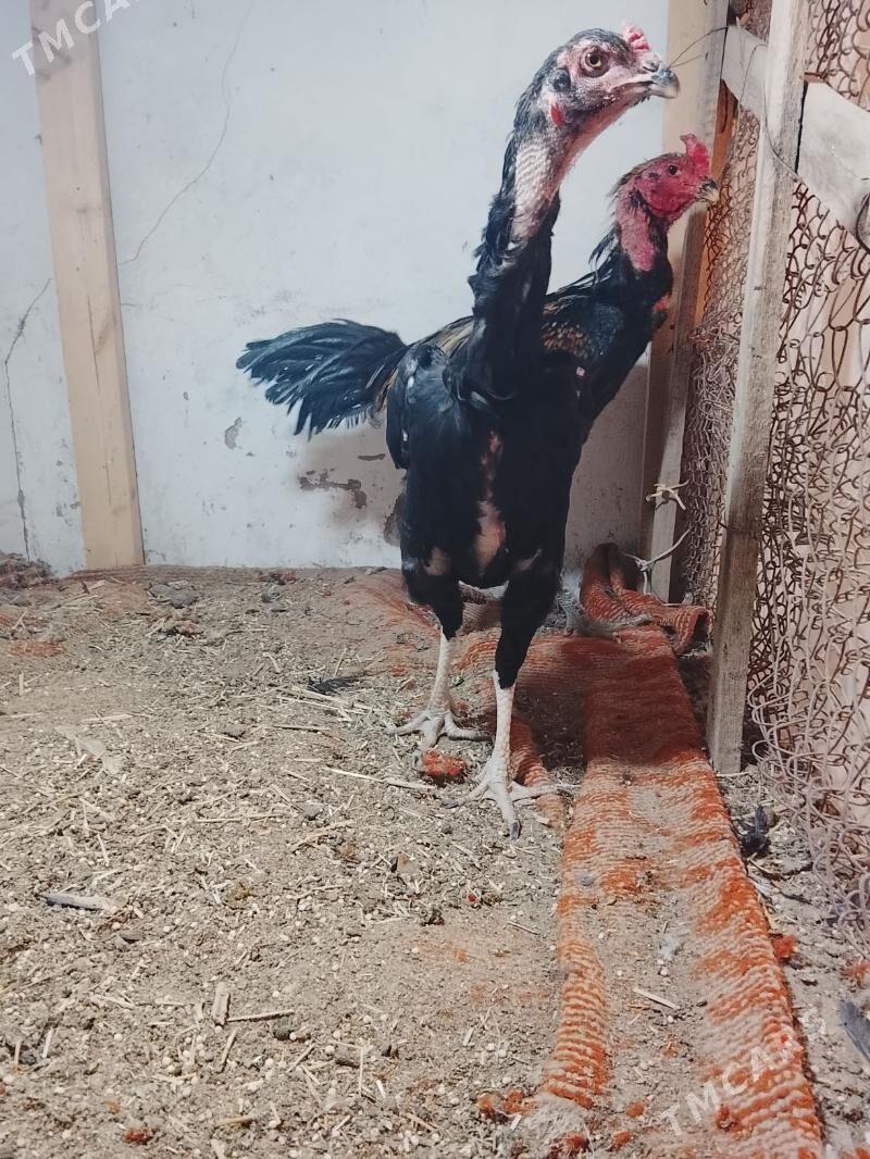 Tovuk - Daşoguz - img 3