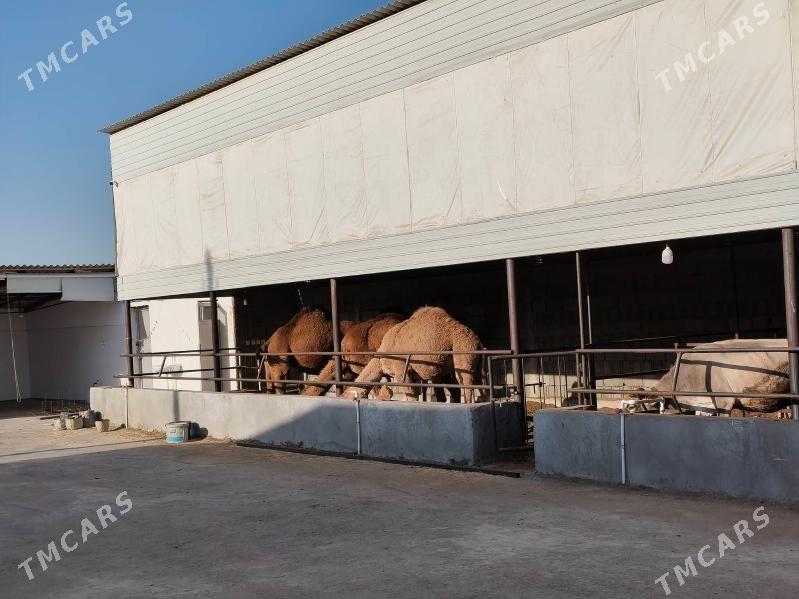 gysyr sygyrlar - Gökdepe - img 2