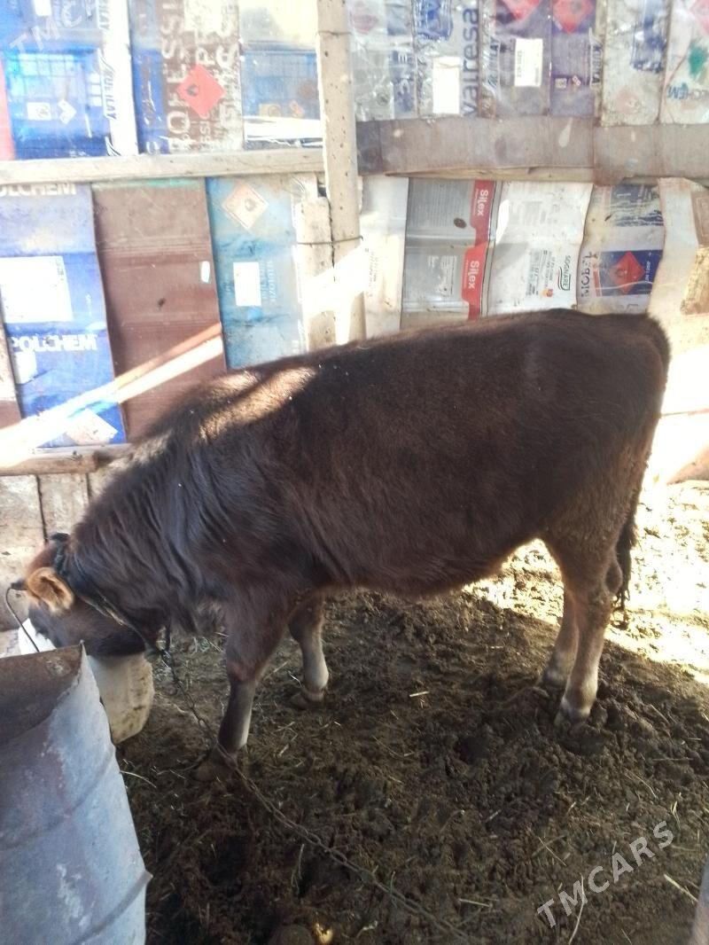 tuwe gole - Gökdepe - img 3