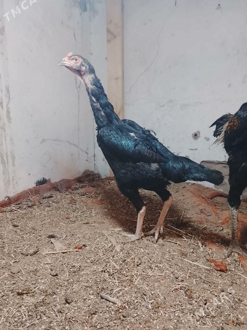 Tovuk - Дашогуз - img 2