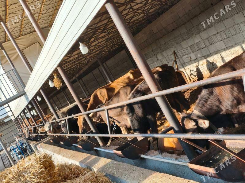 gysyr sygyrlar - Gökdepe - img 5