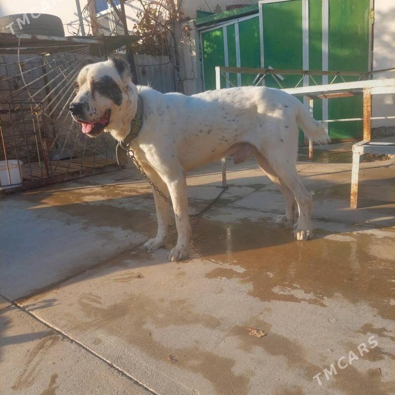 it turkmen linya - Änew - img 1