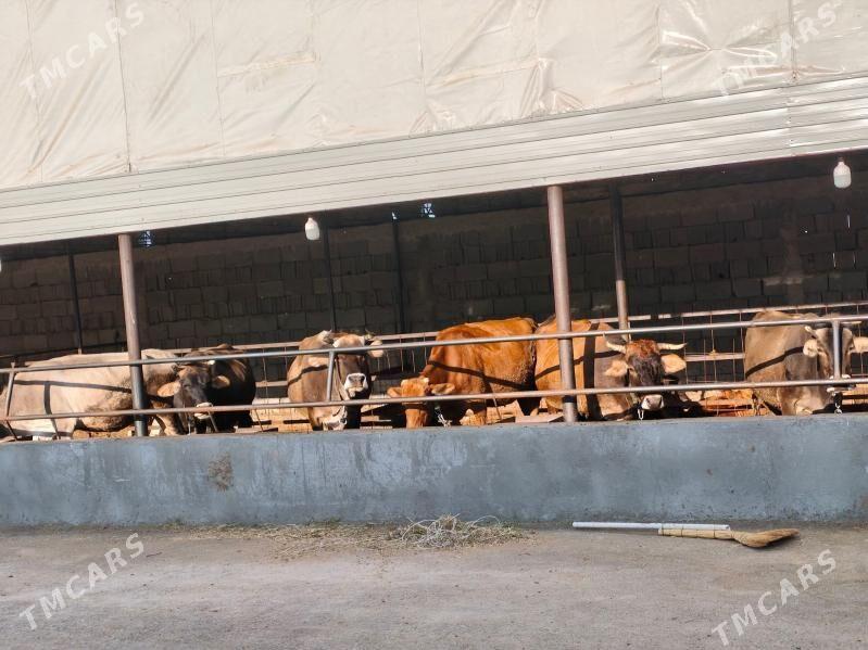 gysyr sygyrlar - Gökdepe - img 1