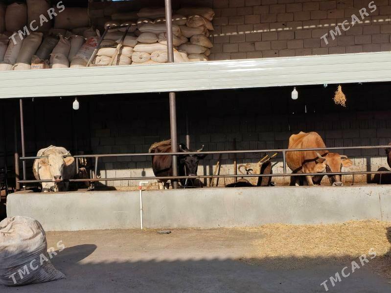 gysyr sygyrlar - Gökdepe - img 3