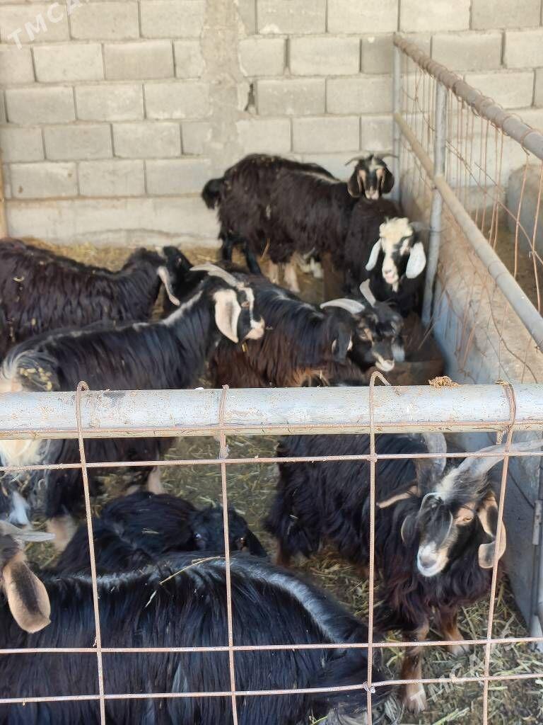 gysyr sygyrlar - Gökdepe - img 4