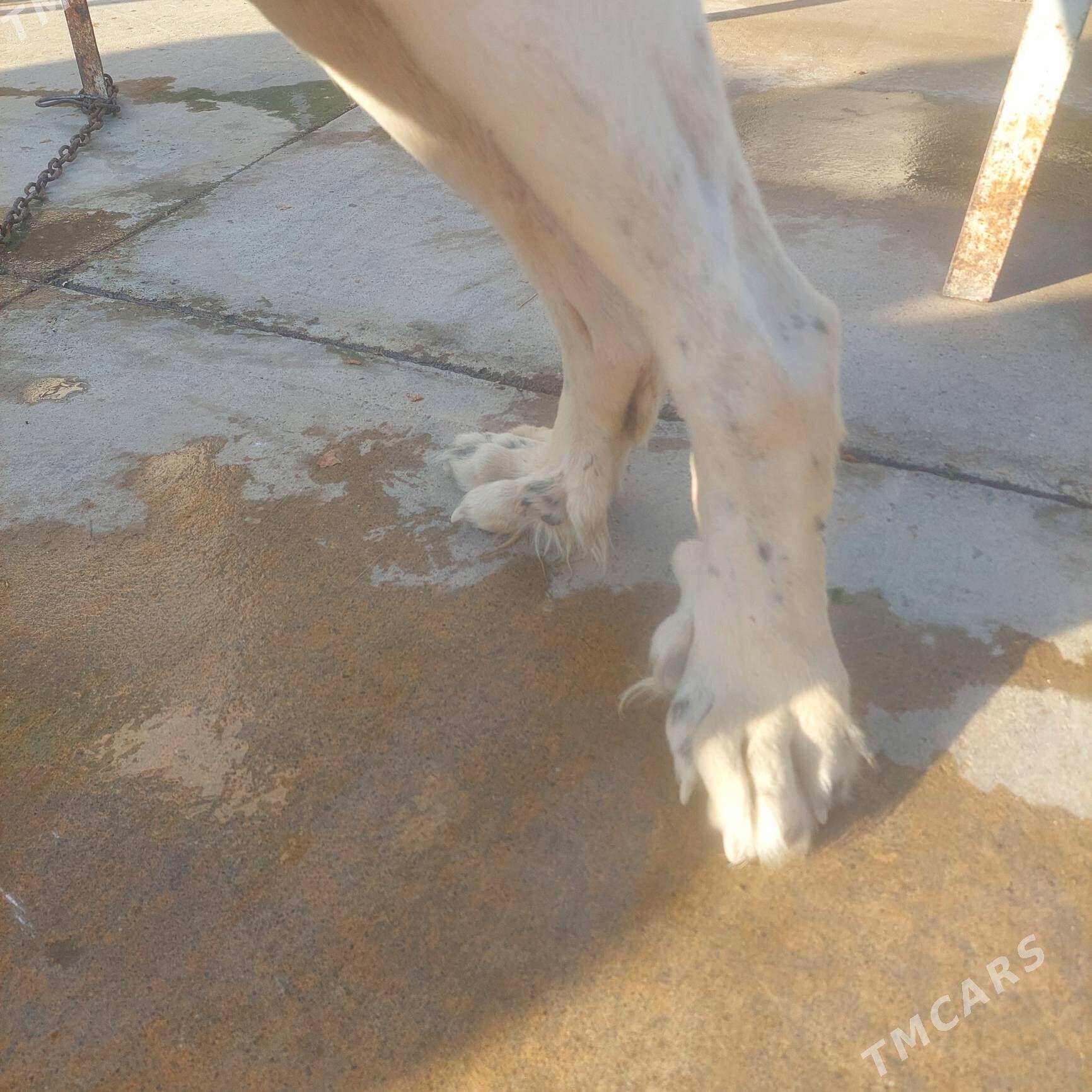 it turkmen linya - Änew - img 2