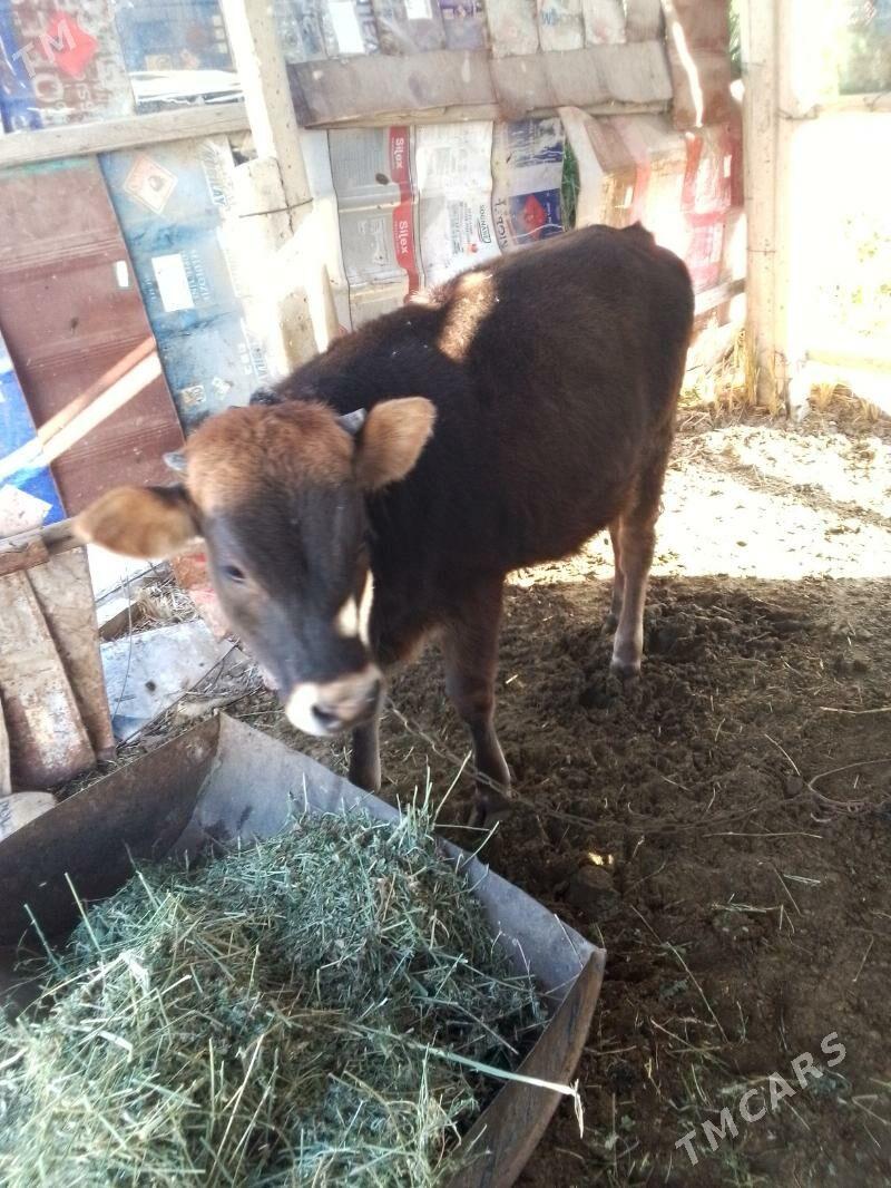 tuwe gole - Gökdepe - img 2