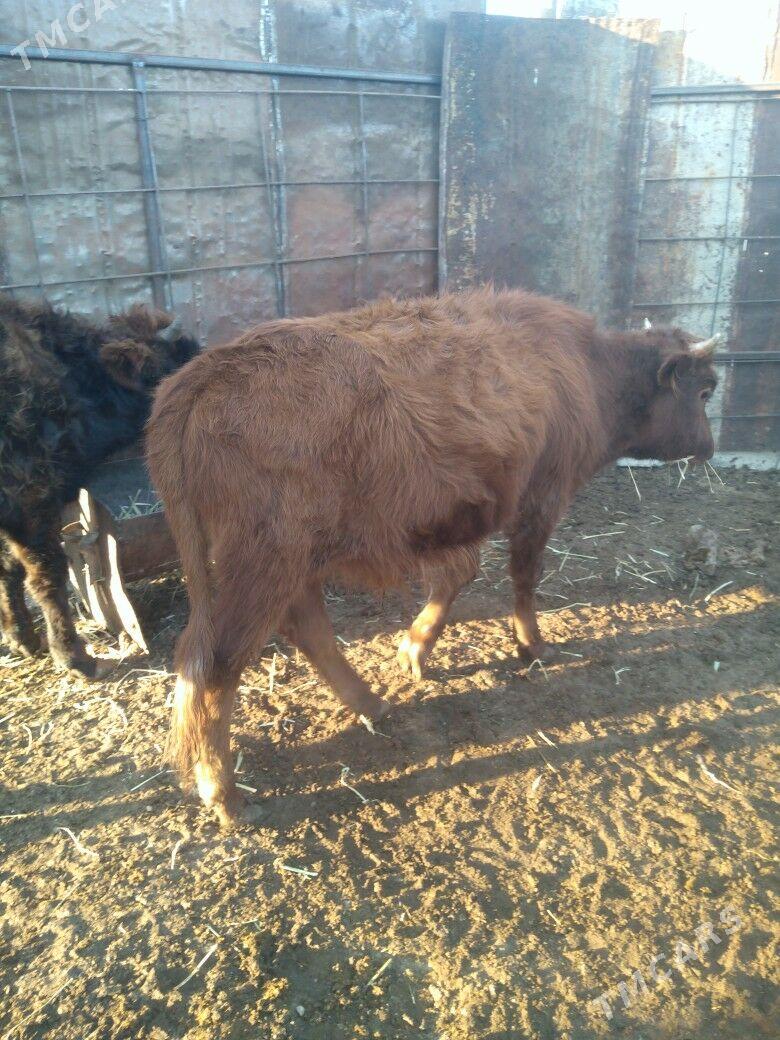 Okuzce we gacar - Balkanabat - img 3