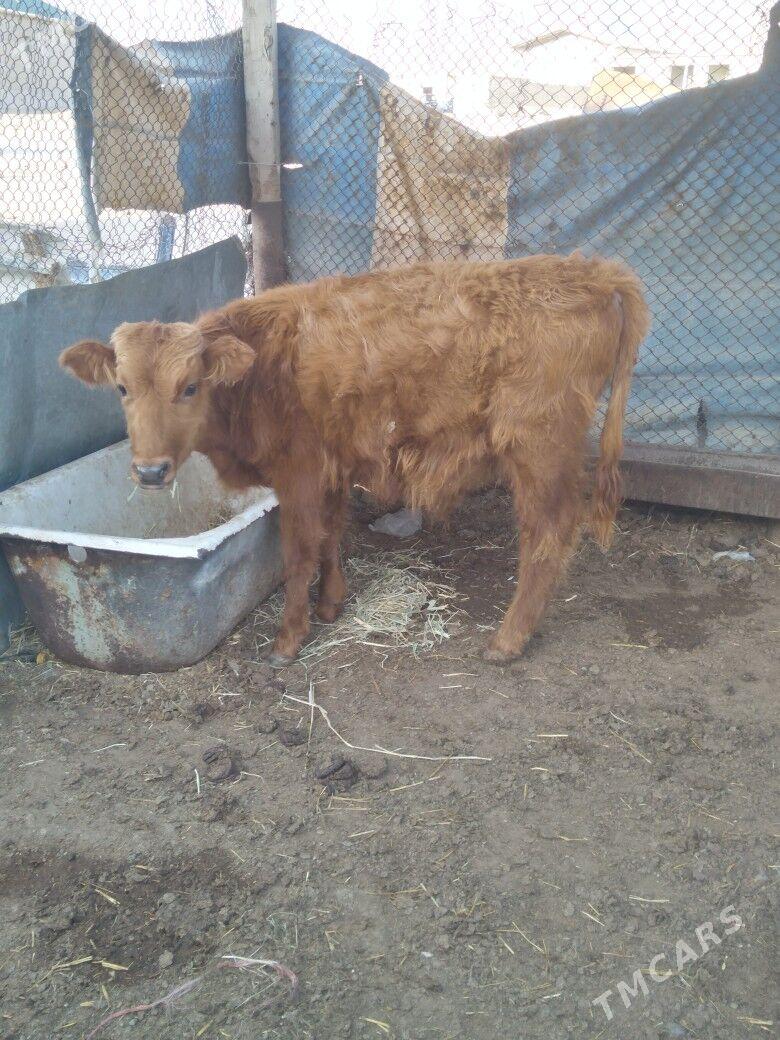 Okuzce we gacar - Balkanabat - img 2