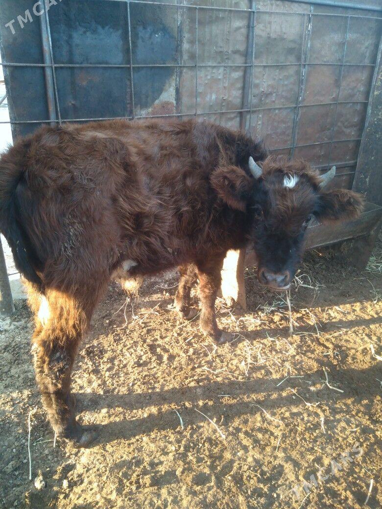 Okuzce we gacar - Balkanabat - img 5