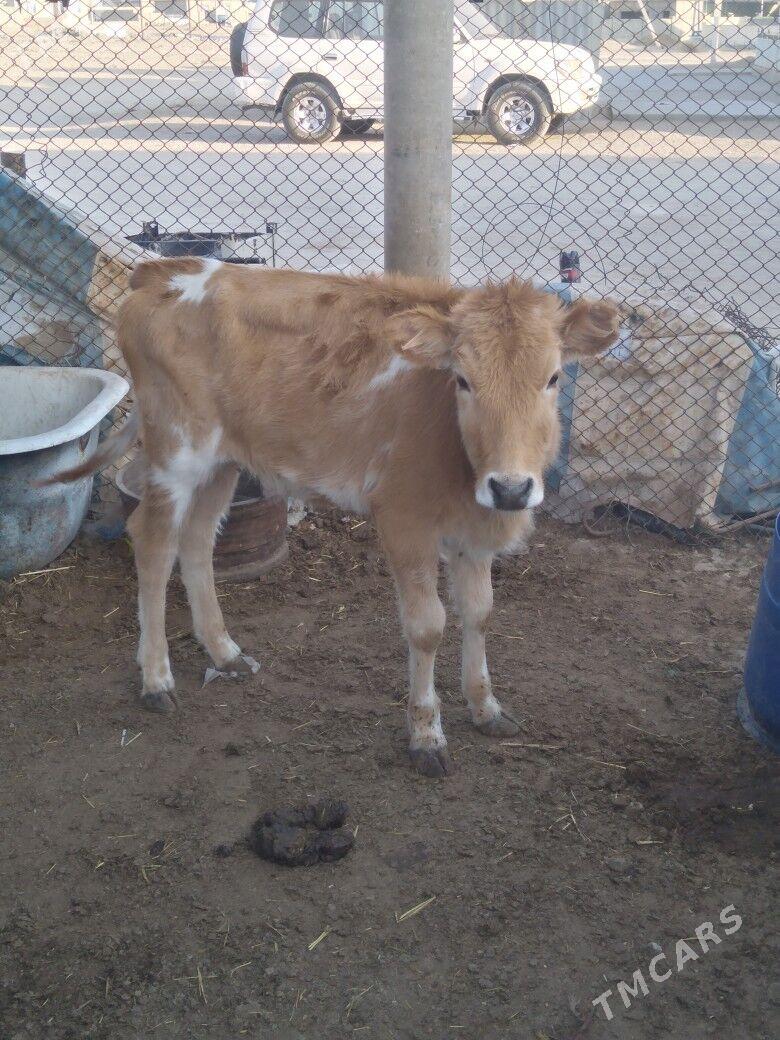 Okuzce we gacar - Balkanabat - img 1