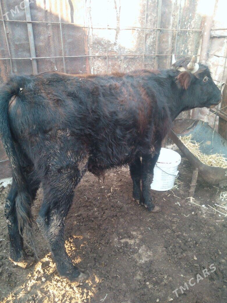 Okuzce we gacar - Balkanabat - img 4