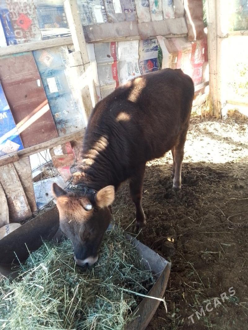 tuwe gole - Gökdepe - img 4