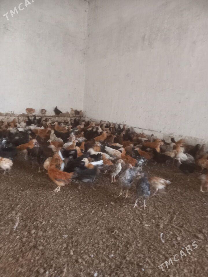 towuk juje - Мары - img 2