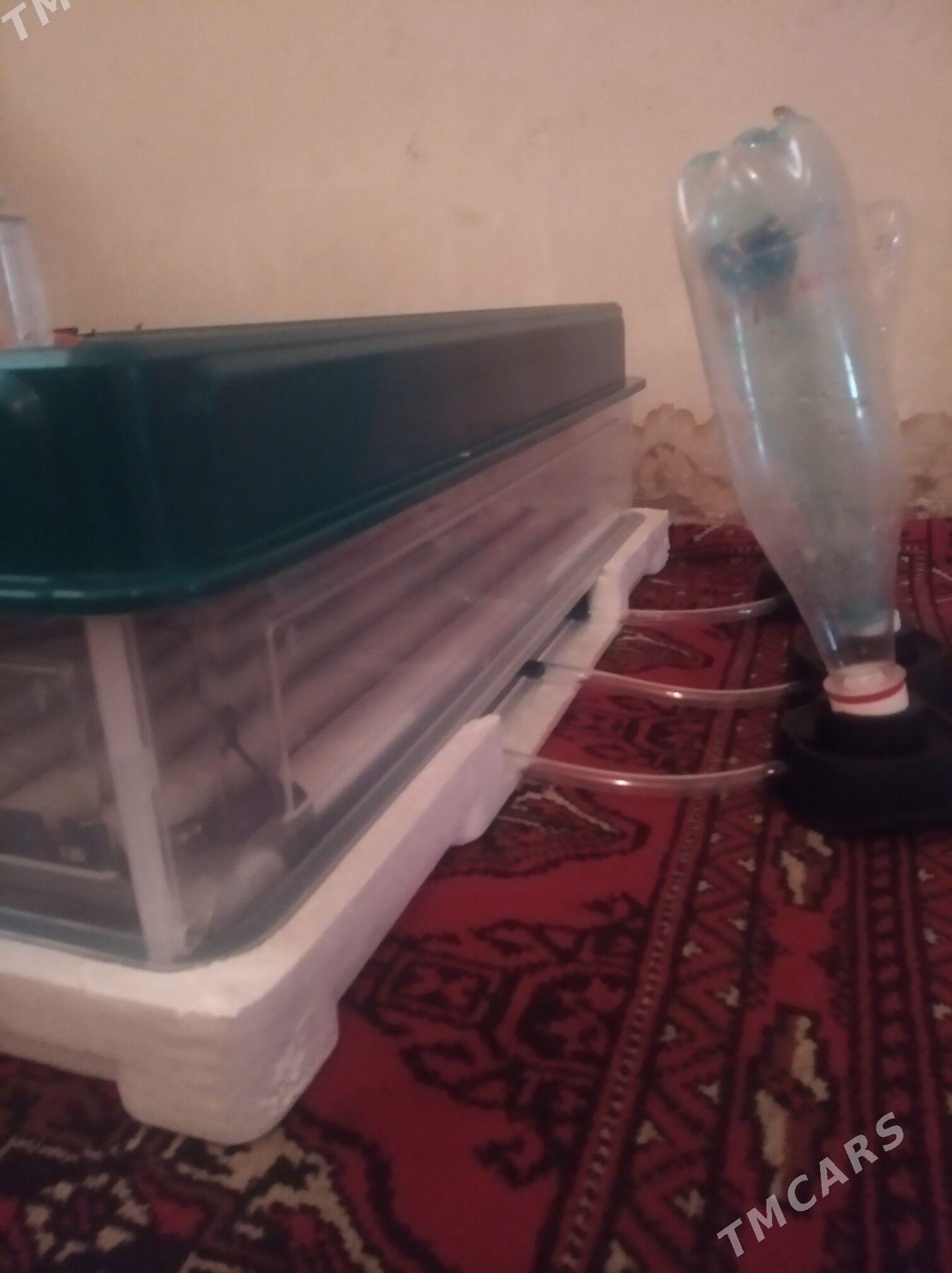 inkubator - Daşoguz - img 2