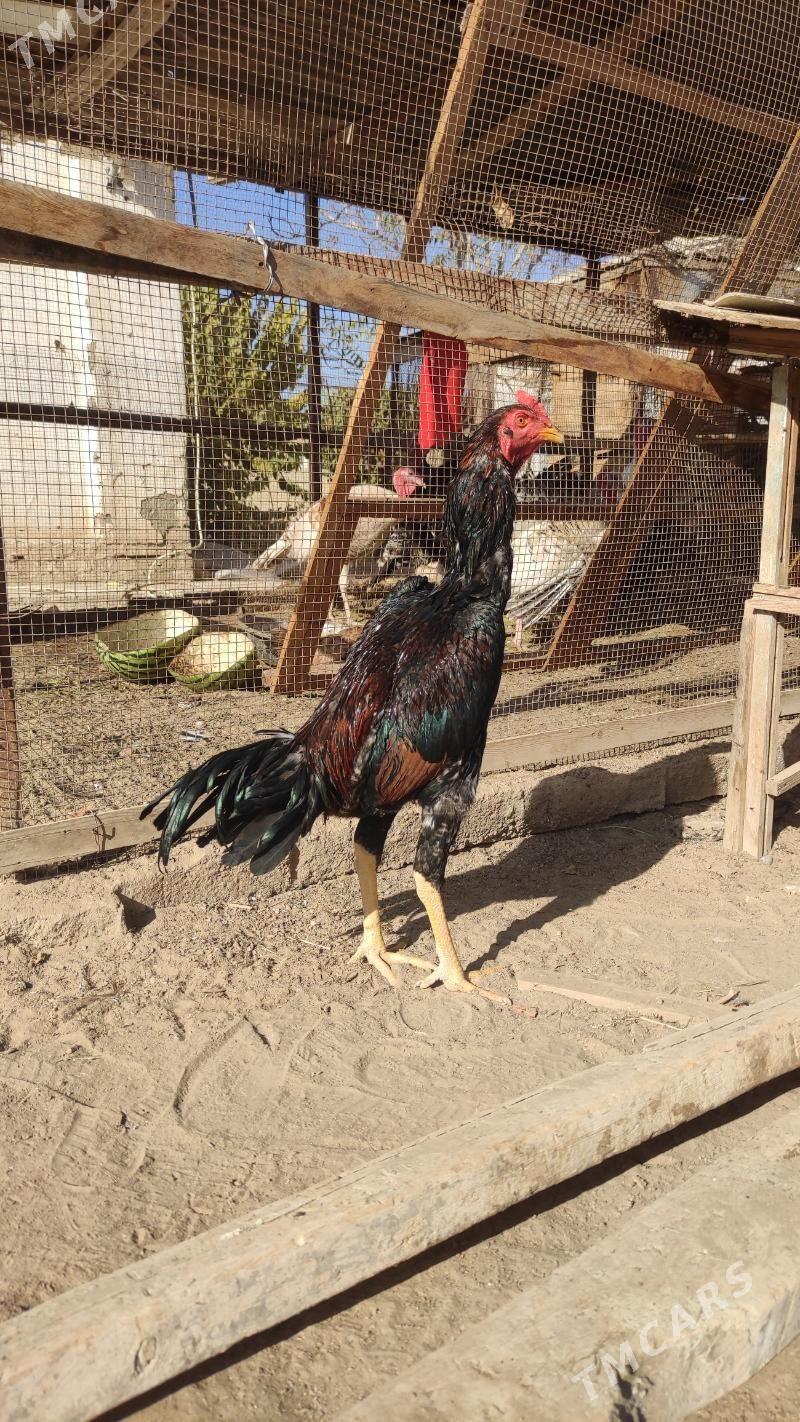 horaz - Мары - img 1