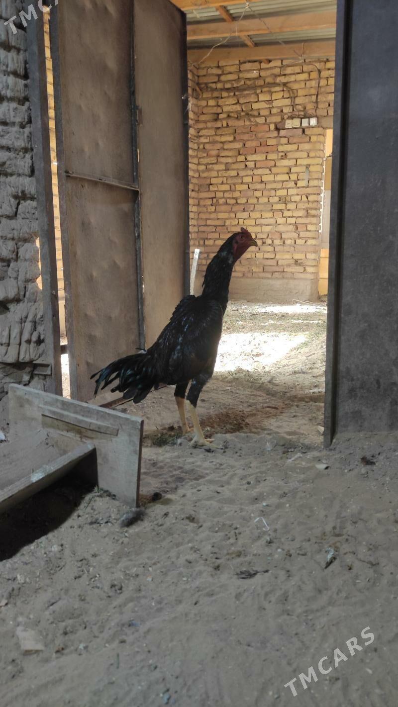 horaz - Мары - img 2